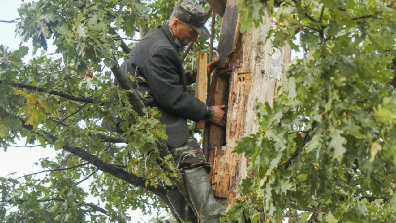 Пчеловодство: бортничество и борты